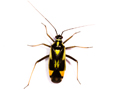 Grypocoris stysi